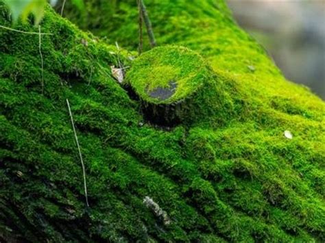 青苔怎麼養|青苔也可以種植，你們都知道如何種植嗎？趕緊過來看。